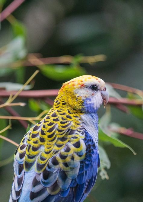 6 Types of Rosellas (With Chart!) | Colorful Australian Parrots - Psittacology Rosella Parrot, Parrot Tattoo, Australian Parrots, Selective Breeding, Colorful Parrots, Australian Birds, Pet Bird, Kitty Kitty, Bird Garden