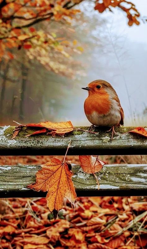 Autumn Witch, Autumn Magic, Amazing Nature Photos, Autumn Scenery, Autumn Beauty, Fall Pictures, Little Birds, Autumn Garden, Nature Images