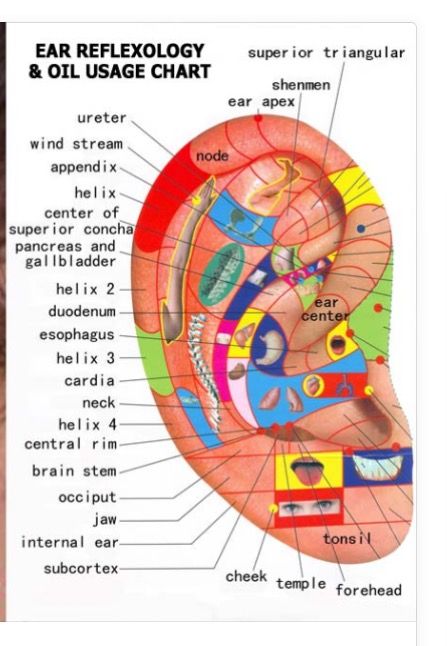 Piercing Pain Chart, Reflexology Techniques, Pain Chart, Ear Reflexology, Pressure Point Therapy, Reflexology Chart, Face Mapping, Yl Oils, Diy Easter Gifts