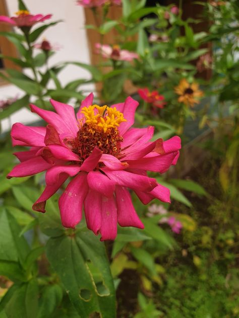 I took this pics from my garden ! Zenia Flower, My Garden, Angel, Flowers