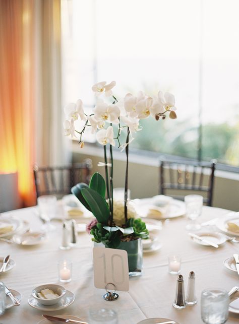 Potted Orchids Reception Centerpiece | photography by http://www.patmoyerweddings.com/ Potted Orchid Centerpiece, Potted Plant Centerpieces, Orchid Centerpieces Wedding, 16 Nails, Plant Centerpieces, 30 Nails, Cozy Colors, Winter Wedding Centerpieces, Tattoo Plant