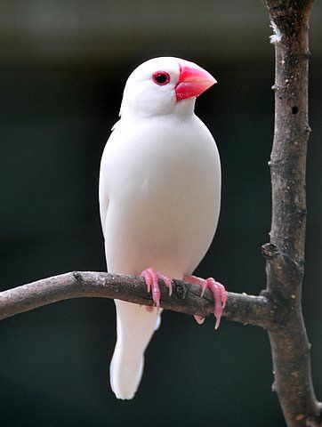 The Java Sparrow, Padda Oryzivora, also known as Java Finch, Java Rice Sparrow or Java Rice Bird, is a small passerine bird. This estrildid finch is a resident breeding bird in Java, Bali and Bawean in Indonesia. It is a popular cagebird and has been introduced in a large number of other countries. Java Sparrow, Albino Animals, Kinds Of Birds, Airbrush Art, White Bird, All Birds, Exotic Birds, Pretty Birds, Colorful Birds