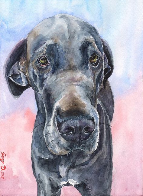 Duke Tattoo, Great Dane Painting, Great Dane Harlequin, Painting Dogs, Cute Dog Costumes, Watercolor Dogs, Weimaraner Puppies, Dane Puppies, Great Dane Puppy