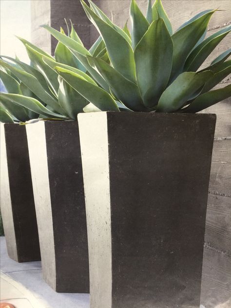 Agave in tall planter Agave Planter Ideas, Potted Agave Garden Design, Agave In Planter, Agave In Pots, Potted Olive Tree, Texas Landscaping, Front Porch Plants, Porch Plants, Porch Planters