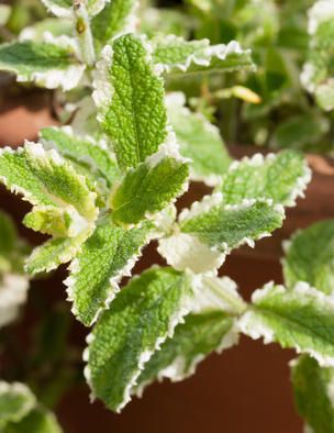 Mint Plant Uses, Mint Plant Care, Mint Herb, Rockery Garden, Mint Seeds, Mint Garden, Growing Pineapple, Growing Mint, Pineapple Mint