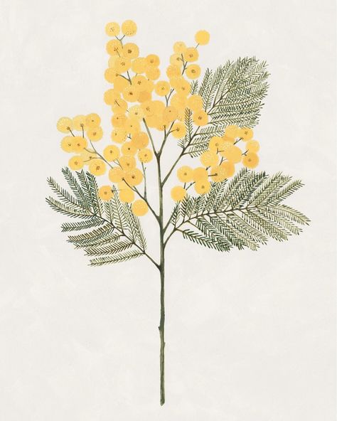 Rama de Mimosa para decorar todo el año. Ya en la tienda online en tamaño 21x29,7cm.* junto con una nueva rama de Olivo para colgar juntas.•La semana que viene saldrán los últimos pedidos antes de vacaciones, ya que la tienda online estará cerrada todo el mes de agosto. Para compensar, tenéis ENVIO NACIONAL GRATIS en pedidos igual o superiores a 30€ con el código JULIO ✨•*El tamaño 30x40cm llegará en septiembre. Mimosa Flower, Watercolor Projects, Fruit Painting, Realism Art, Plant Illustration, Yellow Flower, Flower Images, Abstract Wallpaper, Mimosa