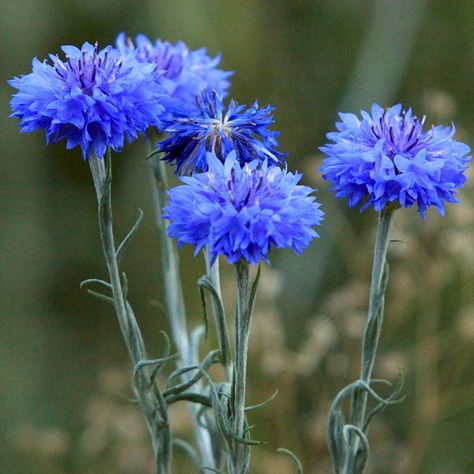 A favorite annual in meadows from Maine to California, Blue Cornflower adds true blue blooms to the summer garden or meadow. Also known as Bachelor Button, silver foliage offsets its blue blooms tremendously and attracts birds (especially American goldfinches) with its seed. Blue Cornflower is extremely easy to grow and is gorgeous planted on its own or paired with other colors of Cornflower. All of the seed we handle at American Meadows is non-GMO, neonicotinoid-free and guaranteed to grow. Ann Bachelor Button Flowers, American Meadows, Bachelor Buttons, Blue Plants, How To Attract Birds, Blue Garden, Wildflower Seeds, Button Flowers, Edible Flowers