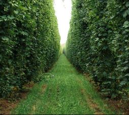 Rose Hedge, Maze Garden, Avant Garden, Farm Pictures, Norfolk England, Forever Green, Garden Images, Garden Pictures, Garden Landscape Design