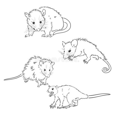 Cartoon Possum, Opossum Tattoo, Awesome Possum, Art Diary, Tattoo Flash Art, Flash Art, Cat Tattoo, Line Art Drawings, Doodle Drawings