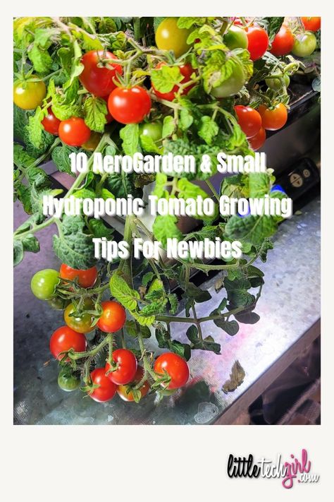 10 AeroGarden Tomato Growing Tips For Newbies Aero Garden Ideas, Hydroponic Tomatoes Diy, Aero Garden, Aerogarden Ideas, How To Start Hydroponic Garden, Aerogarden Hack, Best Plants To Grow In Aerogarden, How To Grow Hydroponic Strawberries, Aeroponic Tower Garden