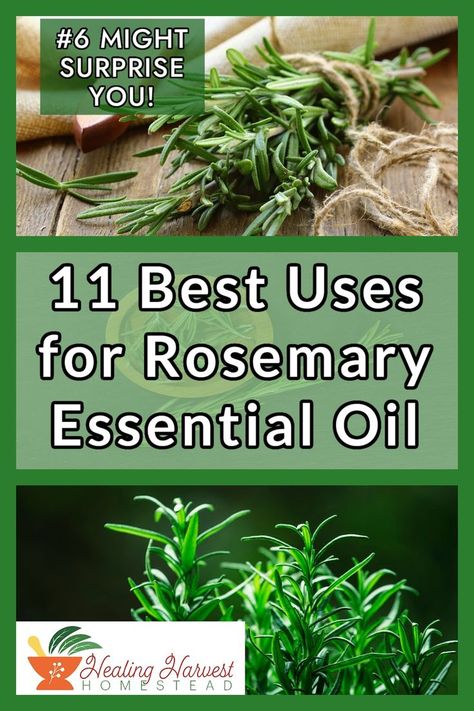 Rosemary is one of my favorite essential oils! Not only can it help with brain function but it aids digestion too! Here are my top 11 uses for Rosemary Essential Oil and how you can use it in your home. #6 might just surprise you! #essentiaoils #rosemaryEO #essentialoiluses #everydayoils #EOremedies Uses For Rosemary, Plant Rosemary, Essential Oils For Face, Natural Cleaning Solutions, Rosemary Plant, Rosemary Essential Oil, My Favorite Quotes, Essential Oil Storage, Essential Oil Blends Recipes