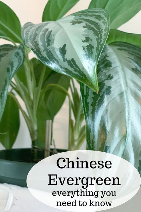 Aglaonema Chinese Evergreen, Aglonema Plant Care, Aglaonema Silver Bay, Chinese Evergreen Plant Varieties, Silver Bay Plant, Evergreen Plants For Pots, Chinese Evergreen Plant Care, Aglaonema Plant Care, Chinese Evergreen Plant