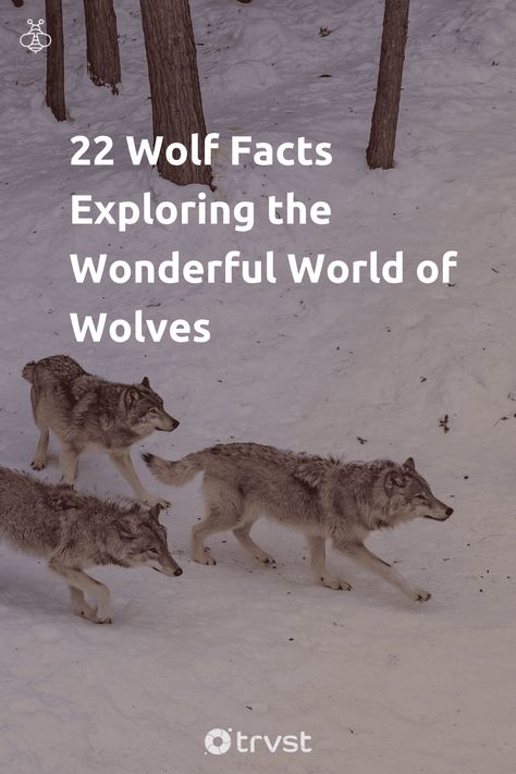 22 Wolf Facts Exploring the Wonderful World of Wolves Wolf Characteristics, Wolf Facts, Facts About Wolves, Biodiversity Conservation, Arctic Wolf, Wild Wolf, Red Wolf, Apex Predator, Animal Facts