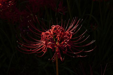 Red Spider Lily Flower Meadow Hell - Free photo on Pixabay Spider Lily Flower, Lily Wallpaper, Red Spider Lily, Spider Lily, Red Spider, Hell Girl, Readers Viewpoint, Red Lily, Flower Meadow