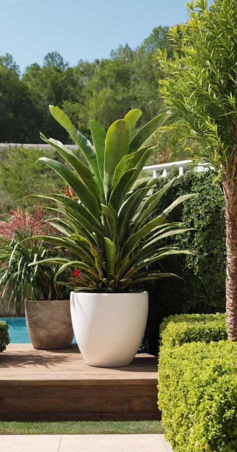 25 Outdoor Potted Plants Ideas » Comfy Ideas Pool Area Potted Plants, Feature Pot Plants, Backyard With Potted Plants, Plants In Large Pots Outdoor, Pool Planters Ideas, Garden With Pots Landscaping, Pool Planters Landscaping, Large Flower Pot Ideas Outdoor Planters, Pool Deck Decorating Ideas Potted Plants