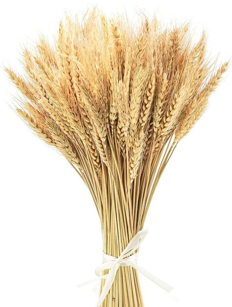 100 Stems 40cm Dried Wheat Flowers Wheat Sheaves Stalks Bouquet Bundles Natural Ear of Wheat Grain Flowers Dry Grass Bunch DIY Arrangements for Home Wedding Store Decorative Autumn Wreath Decoration Wheat Decorations, Wheat Flower, Office Flowers, Dried Wheat, Party Table Centerpieces, Diy Arrangements, Harvest Wreath, Wedding Party Table, Farmhouse Decoration