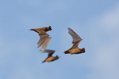 I would love to have one of these Mexican Free-Tailed Bats tattooed somewhere. Feels like home. <3 Round Rock, TX Mexican Free Tailed Bat, Austin Trip, Trip Journal, Bat Tattoo, Feels Like Home, Round Rock, Canon Ef, Reference Images, Canon Eos