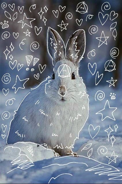 Matching Therian Pfp, Rabbit Therian, Bunny Therian, Therian Symbol Pfp, Snow Leopard Therian, Rabbit Therian Mask, Snowshoe Hare, Arctic Hare, Lionhead Rabbit