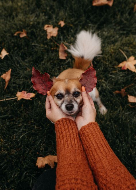 Pet Fall Photoshoot, Mom And Dog Photoshoot Fall, Small Dog Photography, Pet Owner Photography, Funny Pet Photos, Dog Picture Ideas, Pet Photo Shoot, Dog Owner Photoshoot, Pet Photography Poses