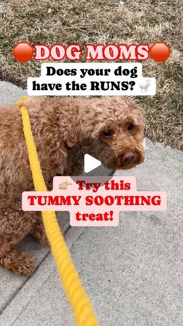 Mini Goldendoodle & Dog Mom Lifestyle on Instagram: "Comment TUMMY for recipe!

🚨 Don’t forget to SAVE this recipe & SHARE with another dog mom!

When your pup’s tummy is upset, these DIY treats made with pumpkin, plain greek yogurt and beef broth can help soothe their sensitive stomach.

They are easy to make and packed with gut-friendly benefits. They’re a must-try for any dog mom!

💗FOLLOW FOR MORE DOG MOM TIPS!💗

#dogtreat #dogmomaf #healthypup #dogrecipes #dogmomlife🐾 #sensitivestomach #goldendoodlecommunity #dogdiarrhea #healthydog #guthealthy" Mom Lifestyle, Diy Treats, Sensitive Stomach, Mini Goldendoodle, Mom Tips, Dog Recipes, Homemade Dog, Plain Greek Yogurt, Beef Broth