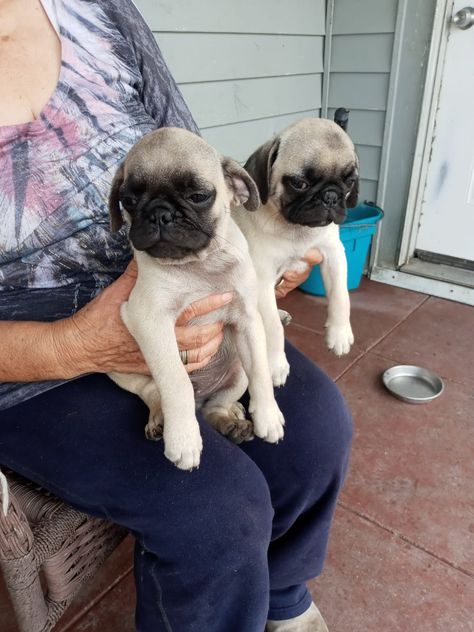 Pug Puppies Chihuahua Pug Mix Puppies, Baby Pugs For Sale, Pugs For Sale, Pug Puppies For Sale, Teacup Pug, Brindle Pug, Pug Puppy Black, Pug Chihuahua Mix Chug, Puppies For Adoption