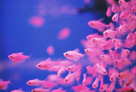 An aquarium of pink fish to go inside my pink house! Pink Fish, I Believe In Pink, Beautiful Fish, Everything Pink, Sea World, Ocean Life, Tropical Fish, Sea Animals, Goldfish