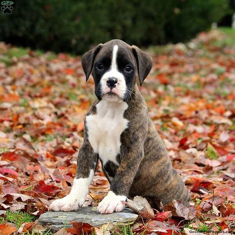 Boxer puppies for sale! These playful, bouncing Boxer puppies are intelligent & friendly. This dog breed has a playful personality & is an ideal family pet. Dog For Sale, Baby Boxer Puppies, Black Boxer Dog, Brindle Boxer Puppies, Boxer Dogs Brindle, Boxer Mix Puppies, Boxer Puppies For Sale, Cute Boxer Puppies, Boxer Dog Breed