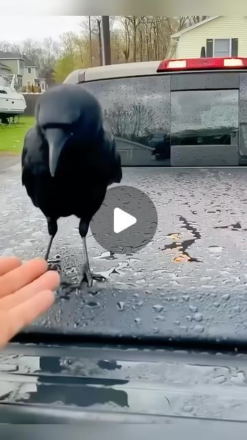 Wildlife League🦋 on Instagram: "Cutest friendship story🥰" Unusual Animal Friends, Group Of Crows, Unlikely Animal Friends, Unusual Animal Friendships, Spiders Funny, Amazing Animal Pictures, Wild Animals Pictures, Animals Amazing, Most Beautiful Birds