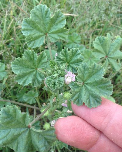 Herb Identification, Garden Creek, Foraging Plants, Common Mallow, Medical Plants, Mallow Plant, Medicinal Wild Plants, Medicinal Weeds, Wild Foraging