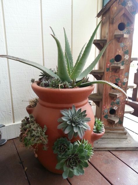 This is my favorite planting in my little succulent garden in a terracotta strawberry pot. Succulents love pots and the pots can be brought inside in the winter to prevent freezing. Strawberry Pot, Strawberry Planter, Strawberry Pots, Winter Gardening, Strawberry Planters, Strawberry Garden, Winter Plants, Succulent Gardening, Succulents In Containers