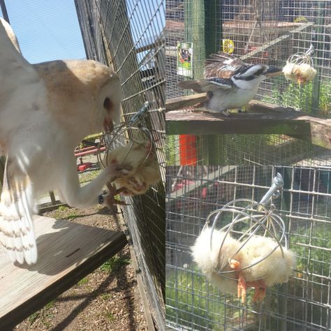 Bird Enrichment, Zoo Enrichment, Animal Enclosures, Enrichment Projects, Animal Enrichment, Enrichment Activities, Mesh, Silver, Animals