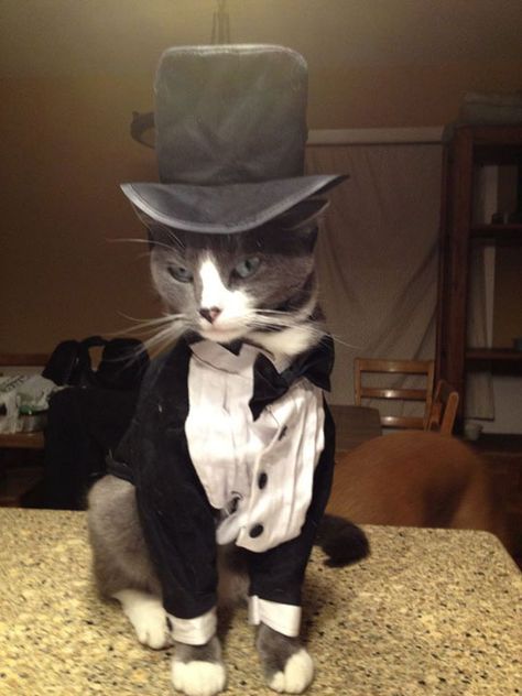 The Most Stylish Cat You’ll Ever See Image Chat, Fancy Cats, Cat Hat, Cat Costumes, Cat Aesthetic, Silly Cats, Doja Cat, Cat Clothes, Funny Animal Pictures