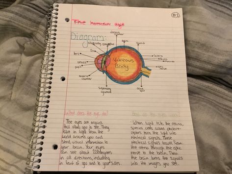 Human Eye Notes Aesthetic, Opthalmic Technician Aesthetic, Ophthalmologist Aesthetic, Opthamologist Aesthetic, Optician Aesthetic, Optometrist Aesthetic, Eye Doctor Aesthetic, Eye Technician, Optical Technician