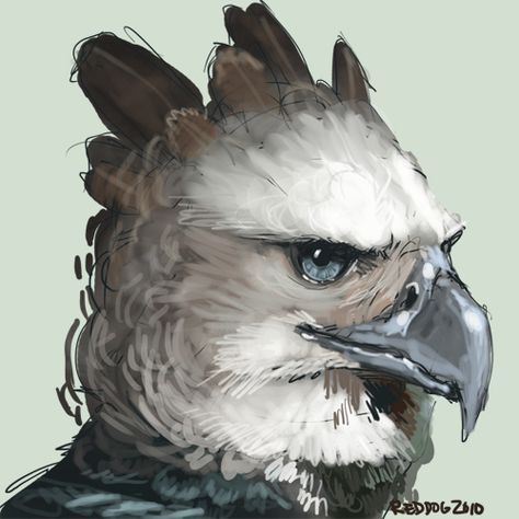 Eagle Pixel Art, Eagle Aarakocra, Drawing An Eagle, Harpy Eagle Drawing, Harpy Eagle Art, Harpy Sketch, Eagle Drawings, Eagle Harpy, Harpy Eagle Illustration