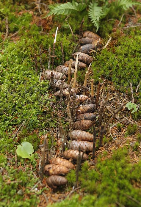 Fairy House In The Woods, Fairy House Forest, Fairy Trail In Woods, Fairy Trail Ideas, Nature Trail Ideas, Fairy Pathway, Fairy Altar, Fairy Trees, Ivy Tree