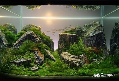 Planted Aquariums - Imgur Takashi Amano, Tanaman Air, Aquarium Architecture, Amazing Aquariums, Fish Tank Design, Aquascape Design, Bawah Air, Aquarium Terrarium, Nano Aquarium