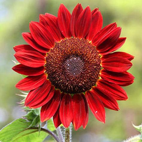 Red Sunflowers, Sunflower Garden, Organic Decor, Fruit Seeds, Annual Flowers, Rare Flowers, Organic Seeds, Growing Seeds, Herb Seeds