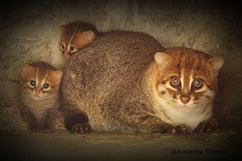 Flat-headed Cat <i>(Prionailurus planiceps)</i> Nature Hunt, Small Wild Cats, Clouded Leopard, Flat Head, Endangered Species, Catfish, Big Cats, Wild Cats, Mammals