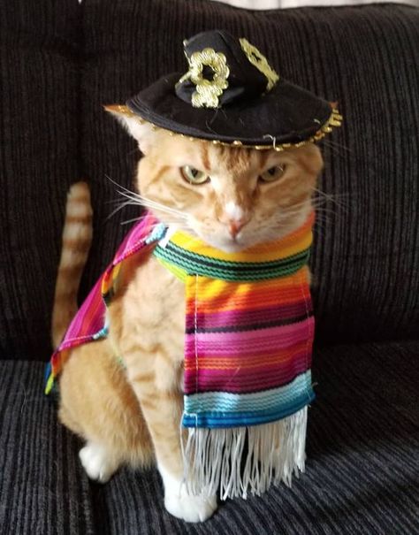 500 Mexican Cat Names Mexican Names, Mexican Cat, Cats Photos, Pet Halloween Costumes, Cat Stands, Silly Cats Pictures, Halloween Animals, Cat Names, Cute Cats And Kittens