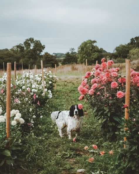 Peach Dahlia, All About Anna, Slow Flower, Cut Flower Farm, Dahlias Garden, Growing Dahlias, Dahlia Flowers, Farm Lifestyle, Flower Farmer