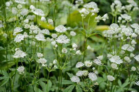 Deep Shade Plants, Boarder Plants, Shady Border, Shade Loving Plants, Suburban Garden, Creative Gardens, Best Plants For Shade, Dry Shade Plants, Moonlight Garden