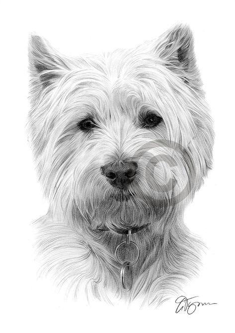 Pencil drawing of a west highland white terrier Dog Pencil Drawing, Dog Portrait Drawing, Crayons Pastel, Cairn Terriers, Portrait Wall Art, Highland Terrier, Highlands Terrier, 강아지 그림, Westie Dogs