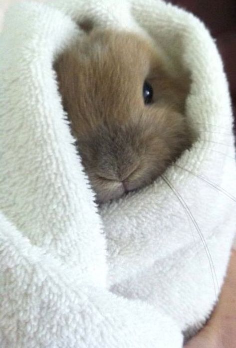 @bourgeois1272 Snuggle Bunny, Finding Neverland, Bun Bun, Fluffy Bunny, Bunny Pictures, Bunny Lovers, Baby Bunny, Funny Bunnies