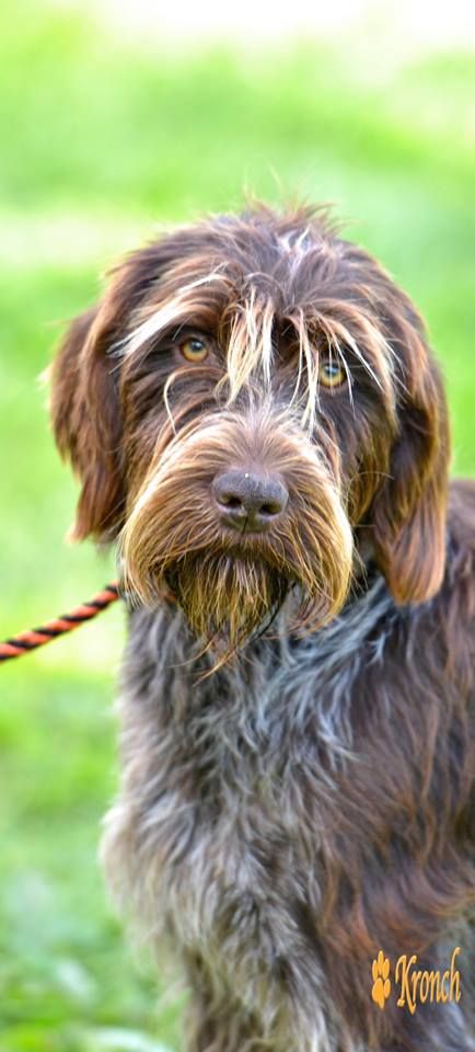 Gryph Hounds, Wire Haired Pointing Griffon, Wired Haired Pointing Griffon, Black Brussels Griffon, Spinone Italiano, Korthals Griffon, Scruffy Dogs, Deaf Dog, Griffon Dog