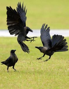 Crow on Pinterest | Crows, Ravens and Crows Ravens Crow Pictures, Rabe Tattoo, Crow Images, Regard Animal, Black Crows, Quoth The Raven, Raven Bird, Black Birds, Crow Art