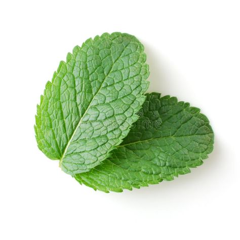 Mint leaves. Two fresh mint leaves isolated over white , #Ad, #fresh, #leaves, #Mint, #white, #isolated #ad Mint Landscaping, Daun Mint, Chocolate Package, Mint Plant, White Bg, Cooking Herbs, Mint Leaf, Flyer Ideas, Natural Soaps