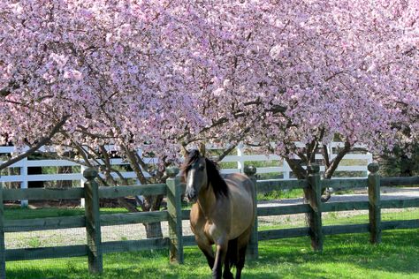 Spring is on the horizon and that means planning for all the warm weather has to offer; activities like horse shows, traveling, gardening, and enjoying the sunshine outside.🌸 🐴 Before placing any plants in your garden or stable’s landscape, be aware that many popular plants are hazardous to horses. We've compiled a list of horse-friendly plants here ⬇️ Horse Farm Landscaping, Horse Garden, Farm Landscaping, Fast Growing Shade Trees, Horse Pasture, Horse Paddock, Popular Plants, Landscape Layout, Paddock Paradise