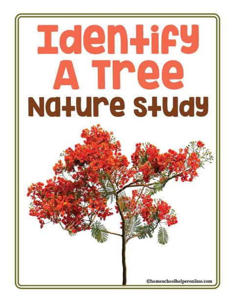 Identify a Tree Nature Study Journal Pages for Preschool to 5th graders - Homeschool Helper Online How To Identify Trees, Plant Lap Book, Notebooking Homeschool, Human Body Projects, Homeschool Nature Study, High School Biology, Tree Study, Study Journal, Earth Day Activities