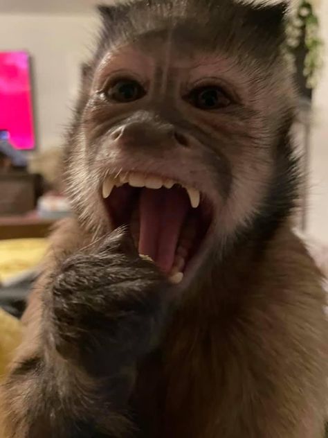 Gaitlyn Rae Monkey, Monkey Aesthetic, Funny Monkey Pictures, Cute Monkey Pictures, Macaque Monkey, Tattoo Animal, Monkey 2, Capuchin Monkey