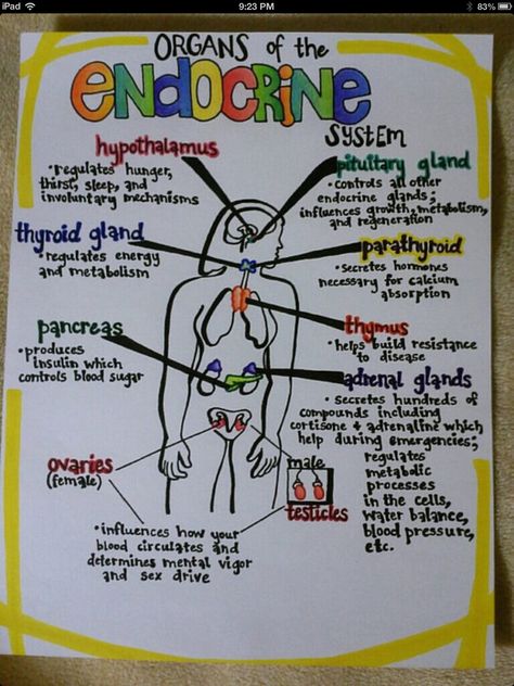 Endocrine System Endocrine System Notes, The Endocrine System, Nursing Information, Nursing School Survival, Nursing School Studying, Nursing School Tips, Nursing School Notes, Medical Studies, Nursing Tips